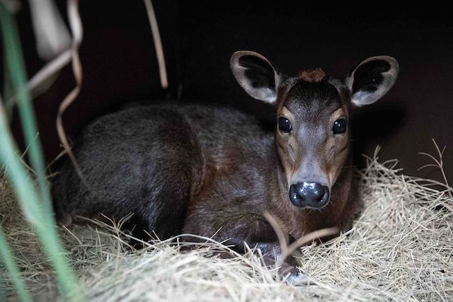 Picture of baby penny the yellow backed duiker in Disney World