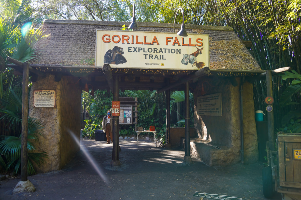 gorilla-falls-1-28-21-1-1583818