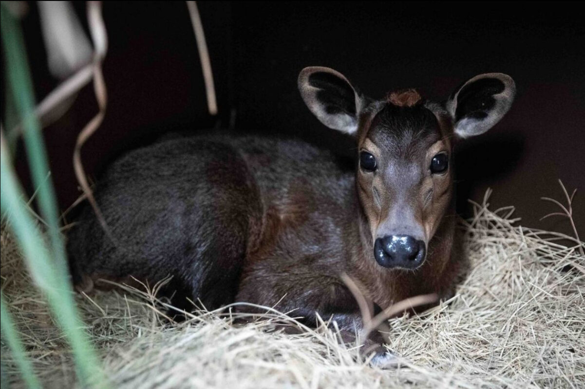 animal kingdom baby duiker calf