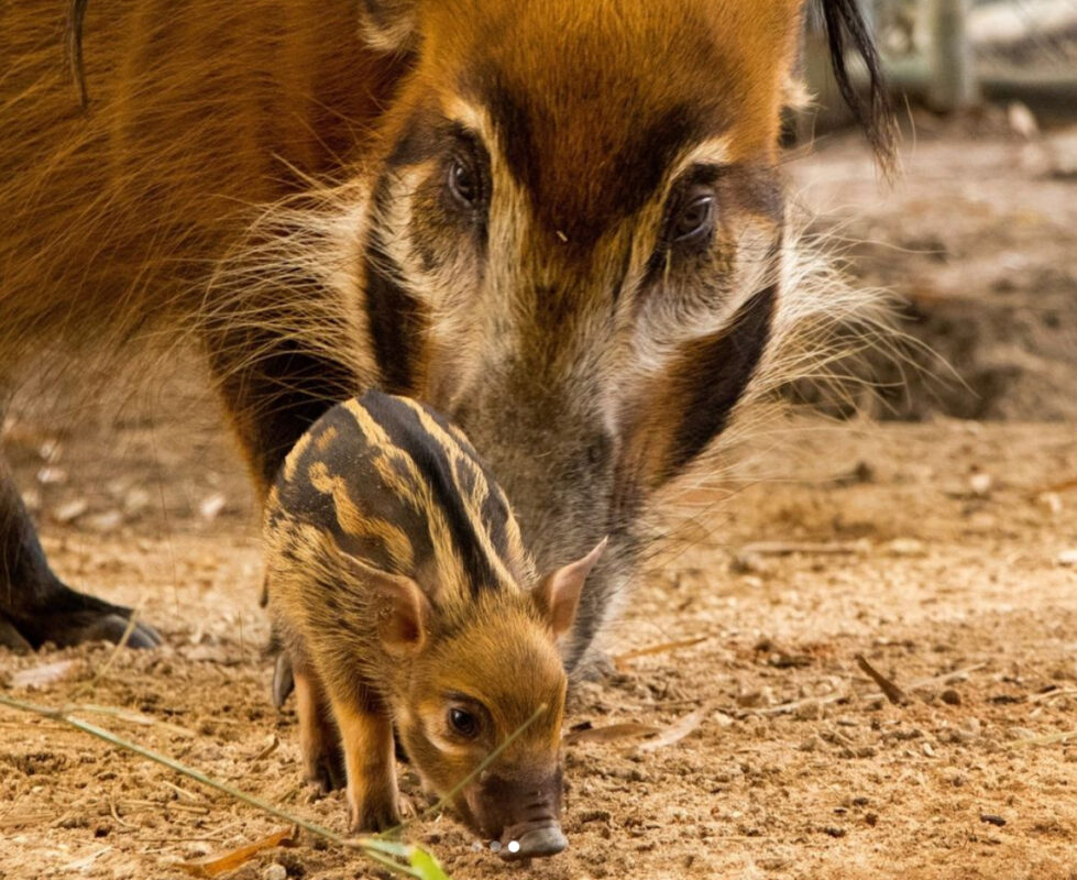 instagram screenshot boar birth animal kingdom lodge 3 1