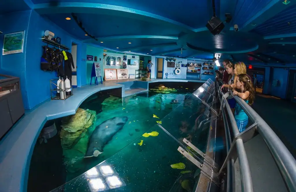 epcot-manatees-living-seas-fisheye-disney-world-bricker-