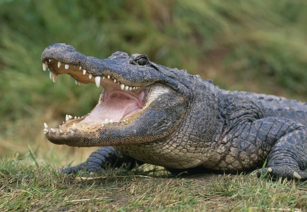 American alligator shown in a report about Walt Disney World alligator removals