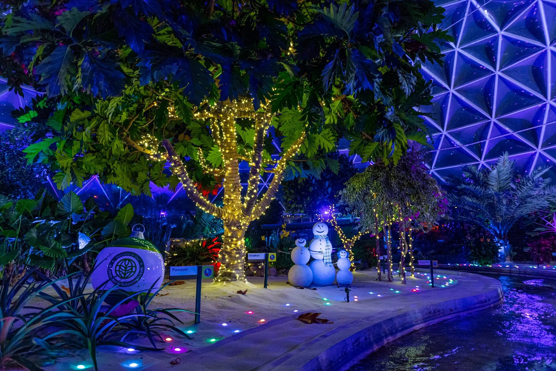 Holiday lights inside Living with the Land greenhouses at EPCOT