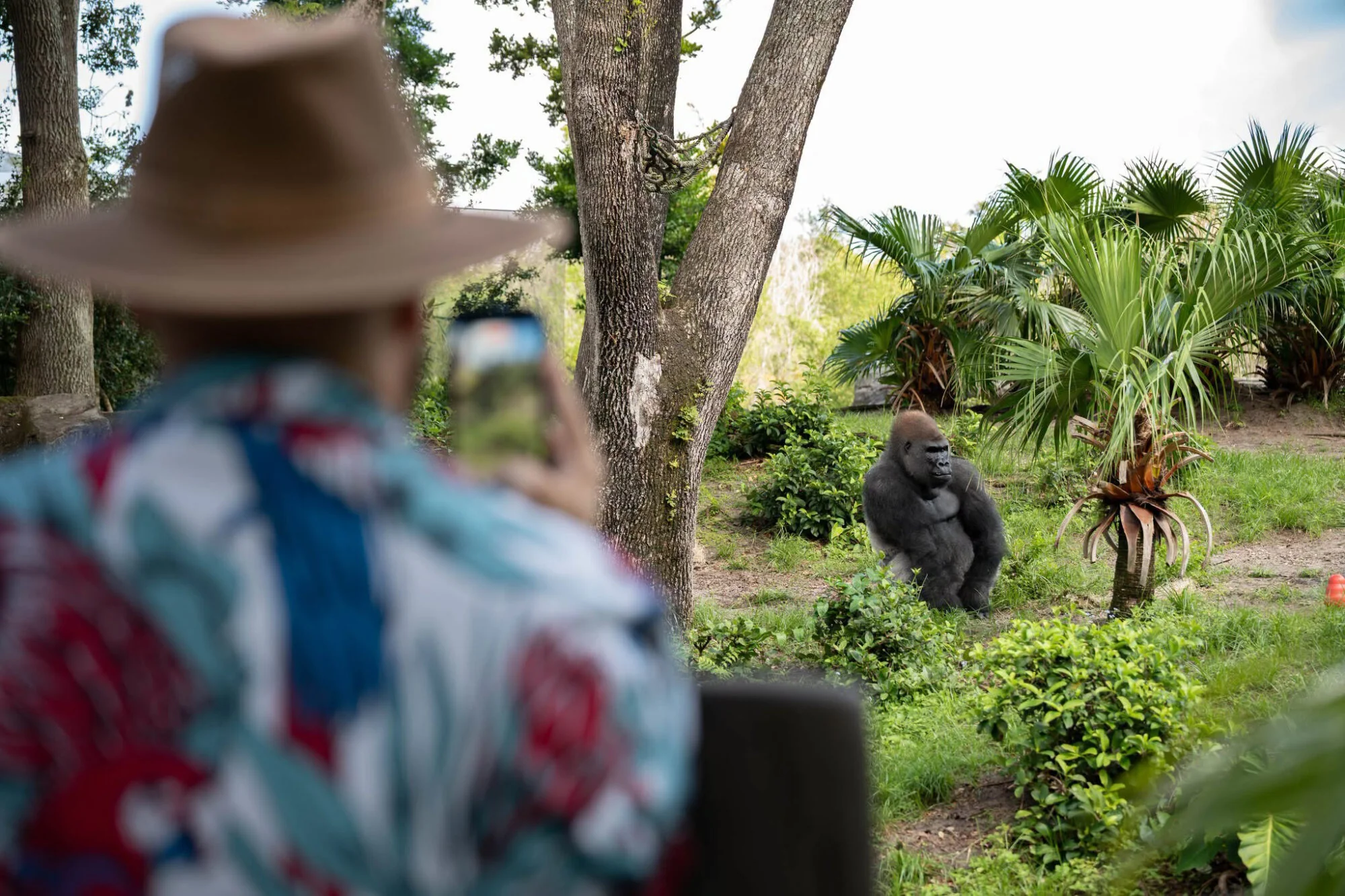 Bakari the silverback gorilla in the family habitat at Disney's Animal Kingdom