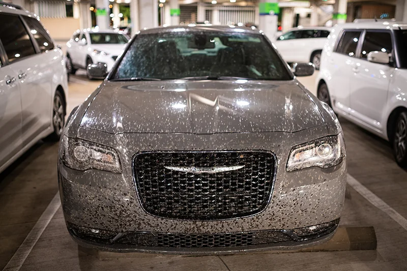 Front of a gray car covered with lovebugs after driving in Florida