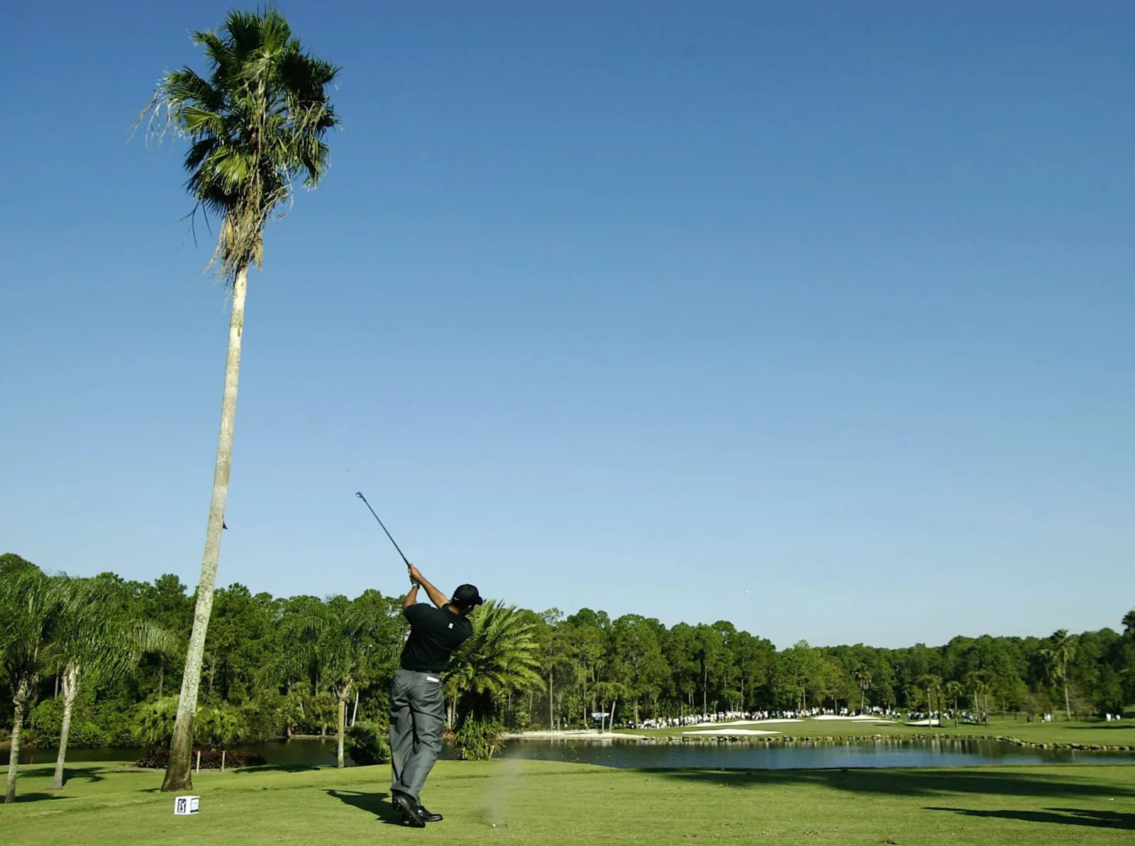 Tiger Woods follows through on a tee shot beside a palm tree and water hazard